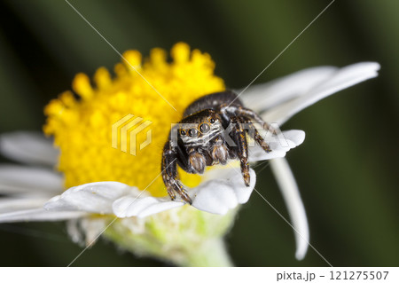 picture of a live spider, an insect 121275507