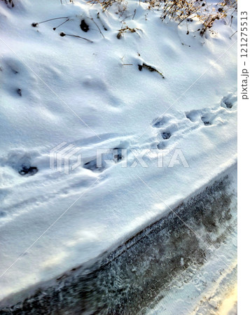 Snow-covered Road With Distinct Dog Tracks on a Winter Day 121275513