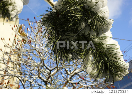 Snow-covered Tree Branches Against a Clear Winter Blue Sky Snow-covered Tree Branches Against a Clear Winter Blue Sky 121275524