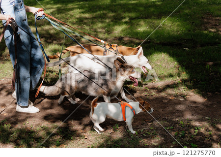 woman is walking her dogs on leashes in park, pack of dogs 121275770