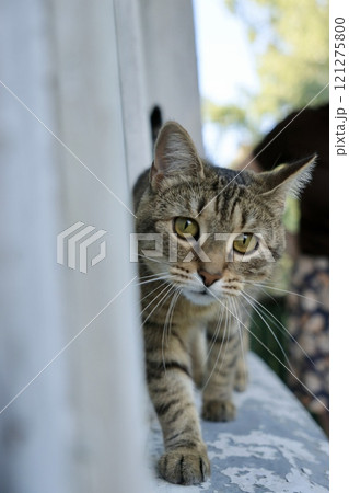 striped domestic cat is resting and playing at home. cute fluffy pet is sitting on parquet or sofa 121275800