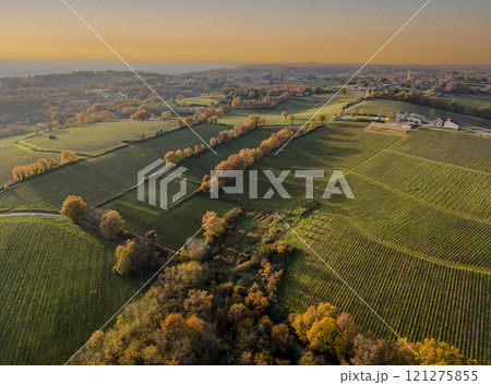 France, Gironde, Tabanac, Aerial view of the vineyard and wooded areas of Chateau le Pic in the France, Gironde, Tabanac, Aerial view of the vineyard and wooded areas of Chateau le Pic in the 121275855