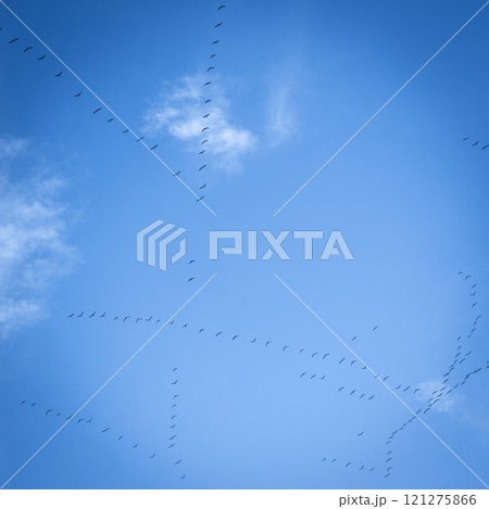 A group of Common Cranes flying blue sky, sunny day in winter in Gironde,France A group of Common Cranes flying blue sky, sunny day in winter in Gironde,France 121275866