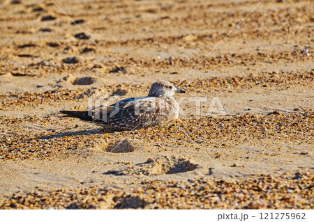 Seagull calmly resting on sandy beach sprinkled with pebbles, basking in warm golden sunlight with textured sand and footprints Seagull calmly resting on sandy beach sprinkled with pebbles, basking in warm golden sunlight with textured sand and footprints 121275962