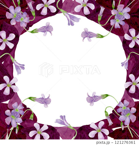 Watercolor frame illustration of vibrant Oxalis Triangularis isolated on white background. Watercolor frame illustration of vibrant Oxalis Triangularis isolated on white background. 121276361