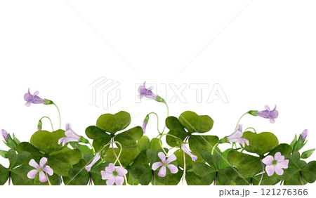 Watercolor board illustration of vibrant Oxalis Triangularis isolated on white background. Watercolor board illustration of vibrant Oxalis Triangularis isolated on white background. 121276366