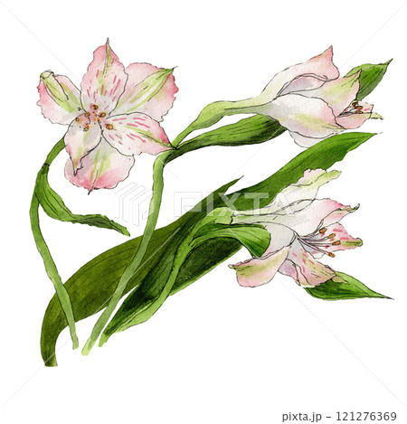 Watercolor sketch of astromelia isolated on white background 121276369