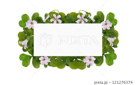 Watercolor frame illustration of vibrant Oxalis Triangularis isolated on white background. 121276374