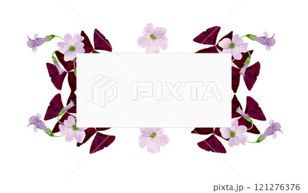 Watercolor frame illustration of vibrant Oxalis Triangularis isolated on white background. 121276376