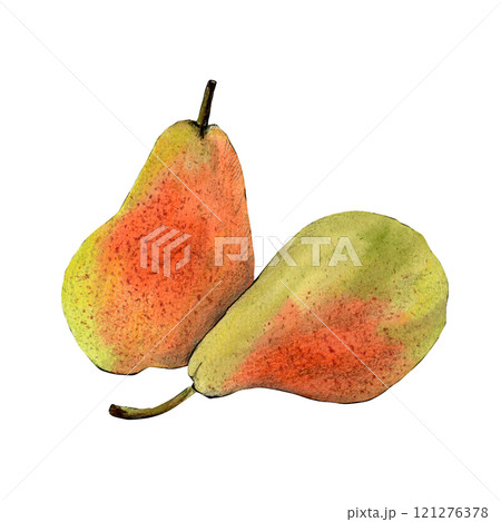 Watercolor sketch of delicious pears isolated on white background Watercolor sketch of delicious pears isolated on white background 121276378