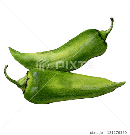 Watercolor sketch of spicy jalapeno pepper isolated on white background Watercolor sketch of spicy jalapeno pepper isolated on white background 121276380