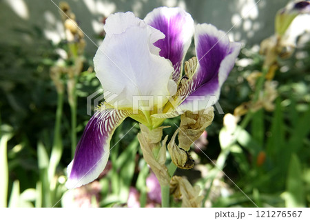 Beautiful Iris Flower Blooming in a Garden Under Soft Sunlight Beautiful Iris Flower Blooming in a Garden Under Soft Sunlight 121276567