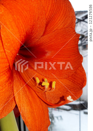 Vibrant Gladiolus Flower Blooming Indoors During Winter 121276586