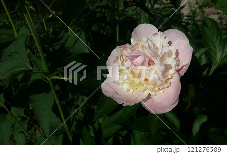 Huge bud of pale pink peony flower. A giant peony flower on a natural bush 121276589