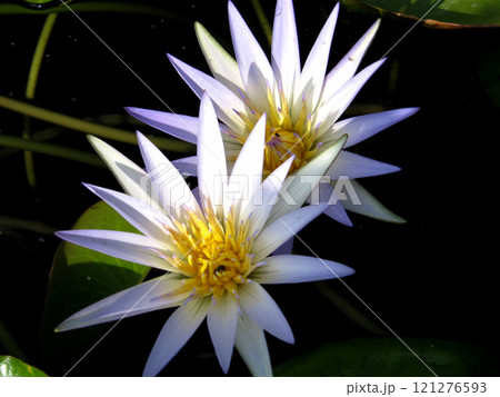 Lotus flowers in a pond water in Egypt 121276593