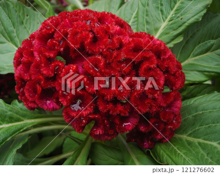 Red Burgundy Comb Celosia cristata Flower Blooming in Lush Greenery 121276602