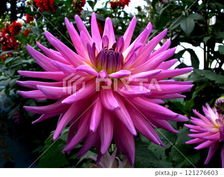 Red Chrysanthemum grandiflorum - Chrysanthemum Red Pink Large-flowered 121276603
