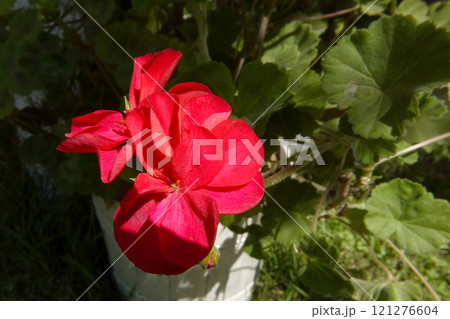 Vibrant Red Flower Blooming in a Pot Amidst Fresh Green Foliage on a Sunny Day 121276604