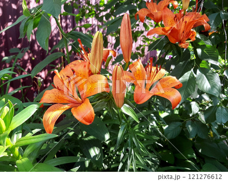 Tiger lily - Lilium lancifolium. Group of orange lily plants in the garden among the branches Tiger lily - Lilium lancifolium. Group of orange lily plants in the garden among the branches 121276612