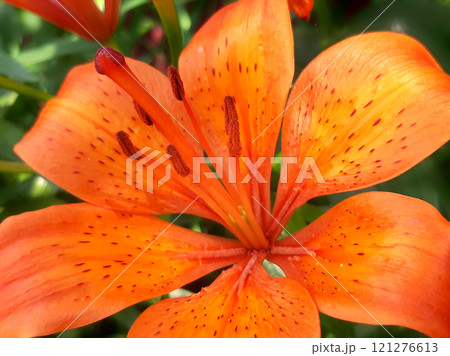 Tiger lily - Tsar's crown. Lilium lancifolium. Orange garden lily Tiger lily - Tsar's crown. Lilium lancifolium. Orange garden lily 121276613