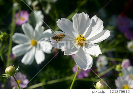 White cosmos flowers with a yellow bud center attracted a bee to collect pollen 121276616