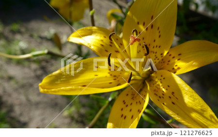 Yellow tiger lily pistils pollen. Close up of speckled flower petals 121276625