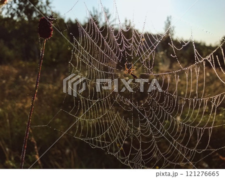 Spider in the center of the web, web in dew at dawn 121276665