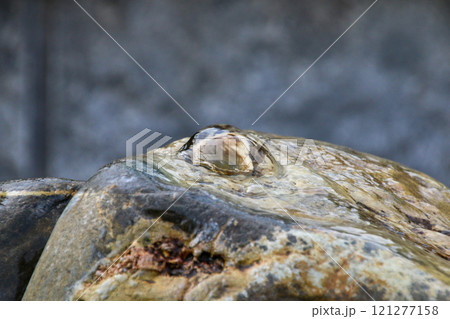 湯郷温泉 121277158