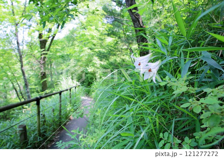 ササユリの咲く散歩道 121277272
