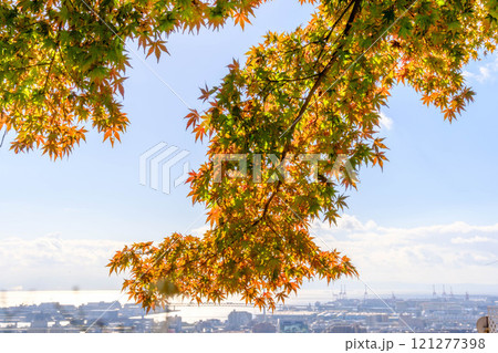 秋の紅葉が始まる頃、神戸市保久良神社より市街地をのぞむ 秋の紅葉が始まる頃、神戸市保久良神社より市街地をのぞむ 121277398