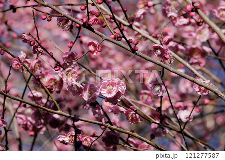 春の訪れを告げる梅の花 121277587