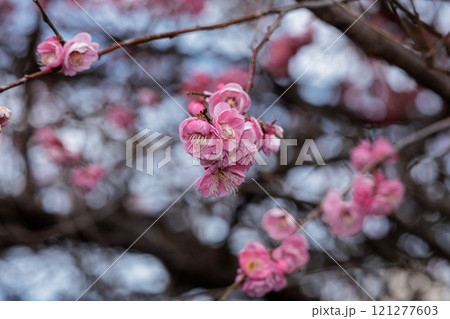 春の訪れを告げる梅の花 春の訪れを告げる梅の花 121277603