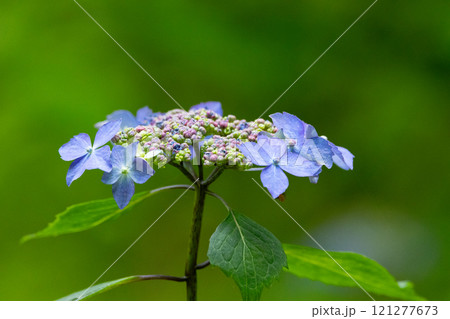 梅雨に咲きほこる万葉の花 アジサイ 梅雨に咲きほこる万葉の花 アジサイ 121277673