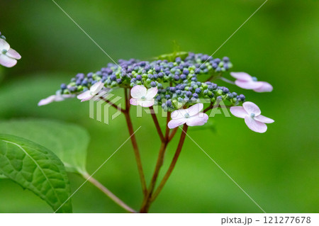 梅雨に咲きほこる万葉の花　アジサイ 121277678