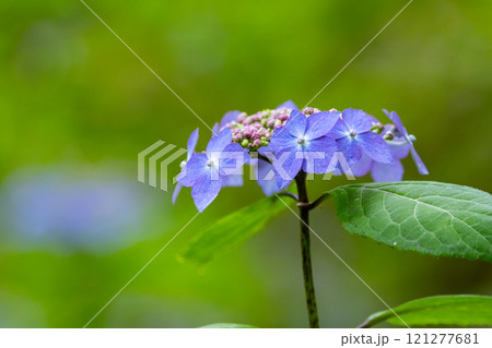 梅雨に咲きほこる万葉の花 アジサイ 梅雨に咲きほこる万葉の花 アジサイ 121277681