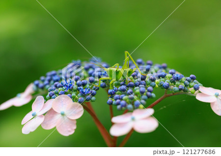梅雨に咲きほこる万葉の花　アジサイ 121277686
