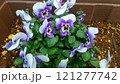 紫色が可憐なビオラの花 紫色が可憐なビオラの花 121277742