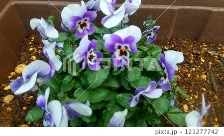 紫色が可憐なビオラの花 紫色が可憐なビオラの花 121277742