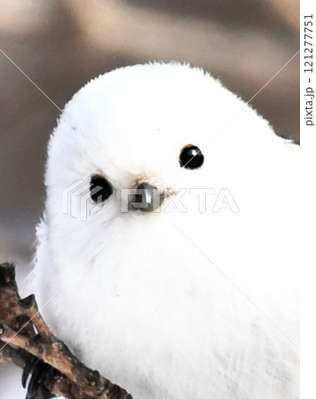 雪の妖精シマエナガ 雪の妖精シマエナガ 121277751