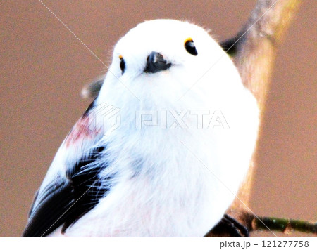 雪の妖精シマエナガ 雪の妖精シマエナガ 121277758