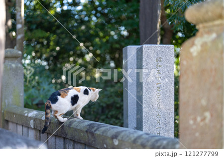 何かを見つけたかわいい三毛猫 何かを見つけたかわいい三毛猫 121277799