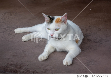 寝そべる三毛猫 121277825