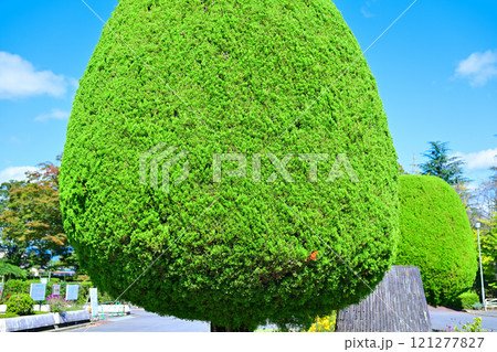 綺麗に刈り込まれた樹木　沼田市運動公園　　　 121277827