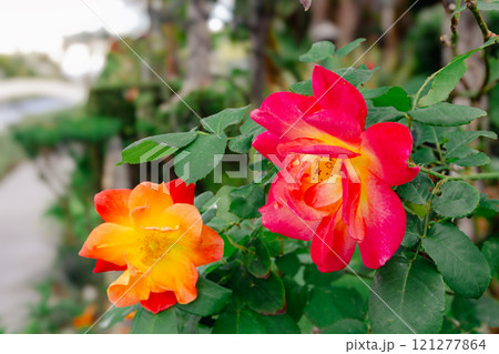 南国の赤い花 121277864