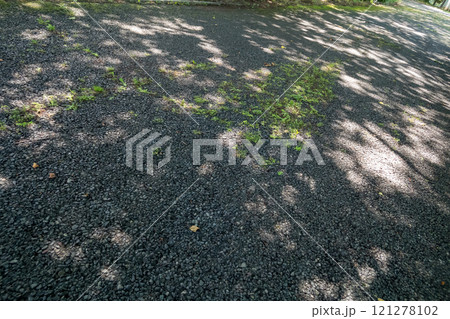 アスファルトの隙間から生える雑草 アスファルトの隙間から生える雑草 121278102