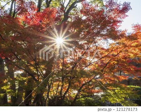 光芒が差し込む秋の紅葉 光芒が差し込む秋の紅葉 121278173