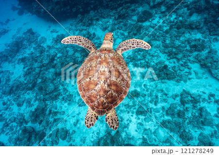 泳ぐウミガメ 121278249