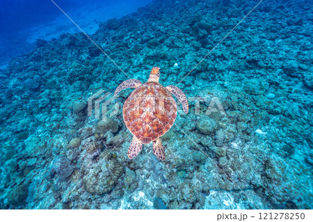 泳ぐウミガメ 121278250