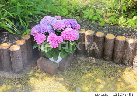 可愛い アジサイの花 可愛い アジサイの花 121278492