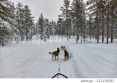 Dog sled ride in winter arctic forest Dog sled ride in winter arctic forest 121278581
